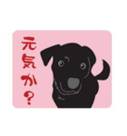 藤代さんちのやんちゃ犬アポロ（個別スタンプ：1）