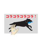 藤代さんちのやんちゃ犬アポロ（個別スタンプ：17）