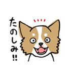 犬のあんちゃん（個別スタンプ：1）