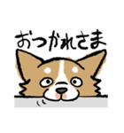 犬のあんちゃん（個別スタンプ：6）