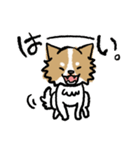 犬のあんちゃん（個別スタンプ：14）