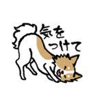 犬のあんちゃん（個別スタンプ：31）