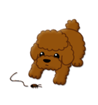 I Love Toy Poodle（個別スタンプ：35）