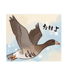 日本の野鳥～冬鳥～（個別スタンプ：4）