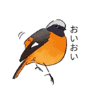日本の野鳥～冬鳥～（個別スタンプ：7）