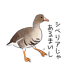 日本の野鳥～冬鳥～（個別スタンプ：12）