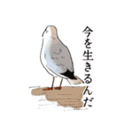 日本の野鳥～冬鳥～（個別スタンプ：21）