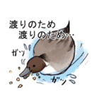 日本の野鳥～冬鳥～（個別スタンプ：25）