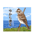 日本の野鳥～冬鳥～（個別スタンプ：26）