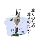 日本の野鳥～冬鳥～（個別スタンプ：29）