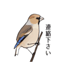 日本の野鳥～冬鳥～（個別スタンプ：39）