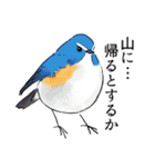 日本の野鳥～冬鳥～（個別スタンプ：40）