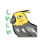 オカメインコ 四十面相 FOR NORMAL（個別スタンプ：4）