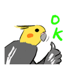 オカメインコ 四十面相 FOR NORMAL（個別スタンプ：9）