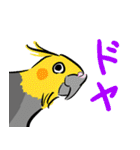 オカメインコ 四十面相 FOR NORMAL（個別スタンプ：15）