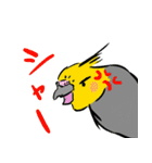 オカメインコ 四十面相 FOR NORMAL（個別スタンプ：17）