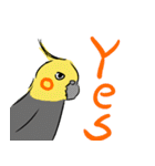 オカメインコ 四十面相 FOR NORMAL（個別スタンプ：21）