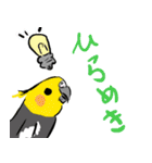 オカメインコ 四十面相 FOR NORMAL（個別スタンプ：24）