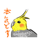 オカメインコ 四十面相 FOR NORMAL（個別スタンプ：27）