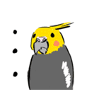 オカメインコ 四十面相 FOR NORMAL（個別スタンプ：30）