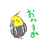 オカメインコ 四十面相 FOR NORMAL（個別スタンプ：31）