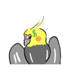 オカメインコ 四十面相 FOR NORMAL（個別スタンプ：34）