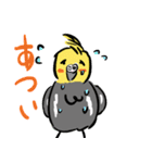 オカメインコ 四十面相 FOR NORMAL（個別スタンプ：37）