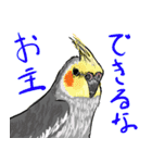 オカメインコ 四十面相 FOR NORMAL（個別スタンプ：40）
