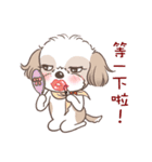 King ＆ Bow 3 (Lovely Shih Tzu)（個別スタンプ：27）