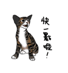 MiaoMiaoMiaoMiao（個別スタンプ：5）