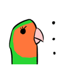 ザ・コザクラインコスタンプ（個別スタンプ：7）