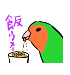 ザ・コザクラインコスタンプ（個別スタンプ：10）