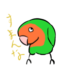 ザ・コザクラインコスタンプ（個別スタンプ：12）