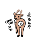 奈良の鹿さん2（個別スタンプ：3）