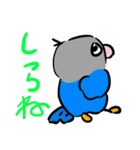 青ボタンインコスタンプ（個別スタンプ：7）