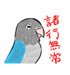 青ボタンインコスタンプ（個別スタンプ：31）