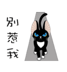 Kite Cat（個別スタンプ：15）