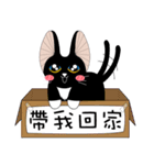 Kite Cat（個別スタンプ：40）