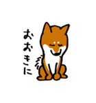 宮崎弁の柴犬（個別スタンプ：40）