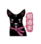 Black Dog (Taiwanese Ver.)（個別スタンプ：21）
