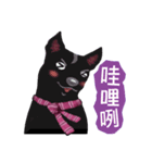 Black Dog (Taiwanese Ver.)（個別スタンプ：35）