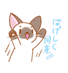 つかえる洋猫ちゃん（個別スタンプ：30）