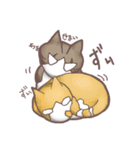猫会話（Darume Cat's）（個別スタンプ：31）