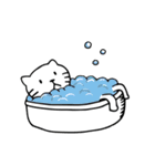 Shiro Daily Cat（個別スタンプ：33）