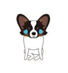 VVPet's Papillon＆Phalene Friends（個別スタンプ：21）