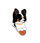 VVPet's Papillon＆Phalene Friends（個別スタンプ：26）