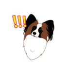 VVPet's Papillon＆Phalene Friends（個別スタンプ：37）