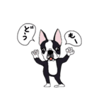 ボストンテリア同好会（個別スタンプ：7）