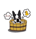 ボストンテリア同好会（個別スタンプ：12）
