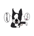 ボストンテリア同好会（個別スタンプ：13）